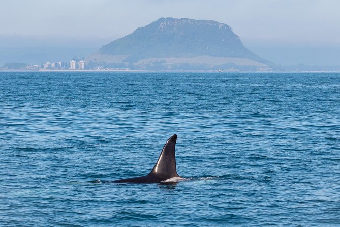 Swim With Wild Dolphins in Tauranga - How the “No Set Route” Plan Works in Real Life