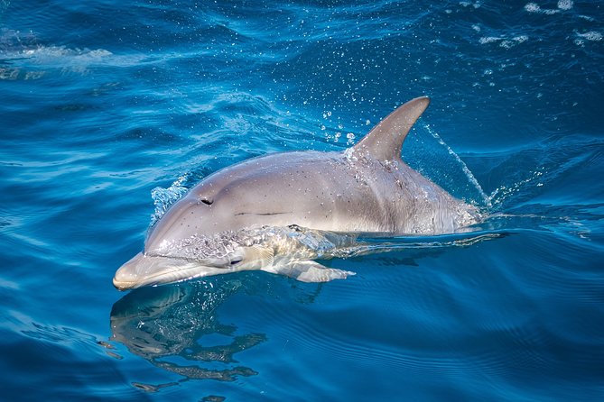 Swim With Wild Dolphins in Tauranga - Dolphin Encounters: Watching Versus Getting in the Water