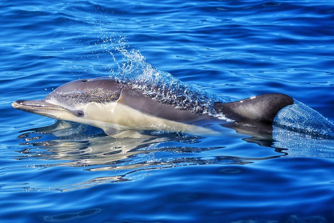 Swim With Wild Dolphins in Tauranga - Snorkeling Gear and Wetsuit: The Stuff That Makes It Feel Real
