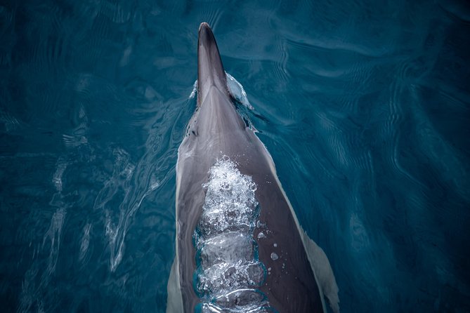 Swim With Wild Dolphins in Tauranga - Other Wildlife You Might Spot in the Bay of Plenty