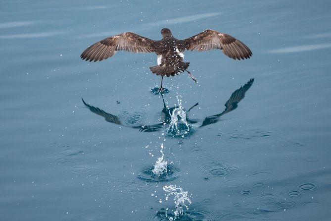 Swim With Wild Dolphins in Tauranga - Crew and Boat Handling: Why People Rave About the Team