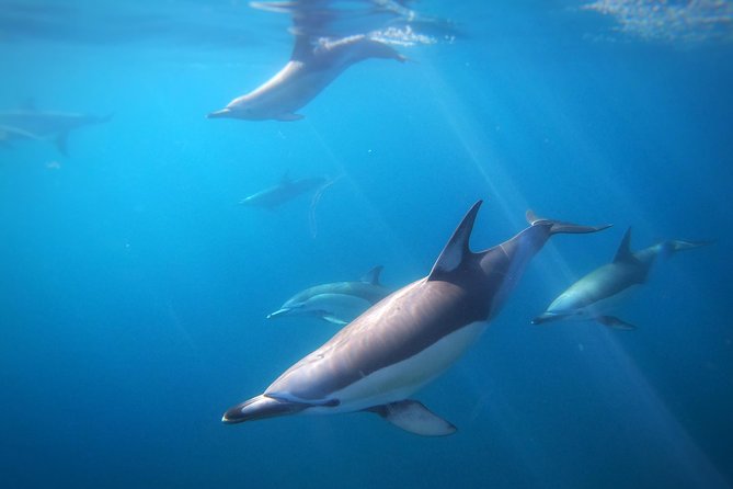 Swim With Wild Dolphins in Tauranga - Getting There at 9:00 AM, Tauranga Bridge Marina Berth D1
