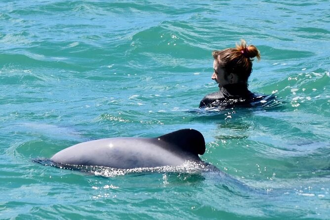 Swimming with Wild Dolphins in Akaroa - Akaroa Harbour and Hector’s Dolphins: The Main Attraction