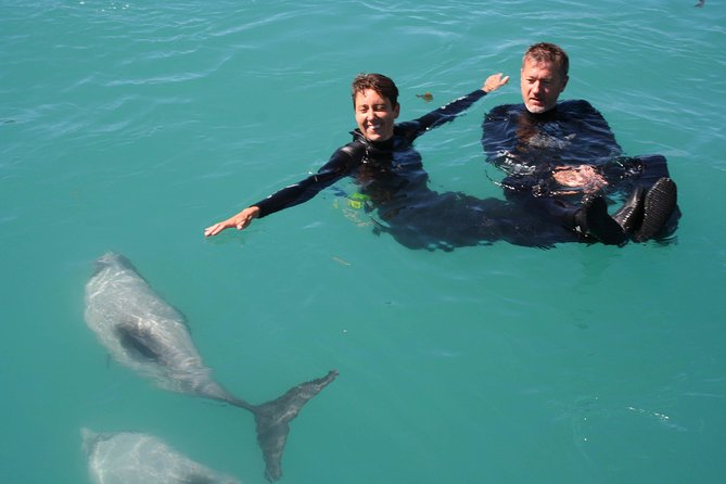 Swimming with Wild Dolphins in Akaroa - The 3.5-Hour Flow: Cruise Out, Learn the Rules, Swim When It Fits