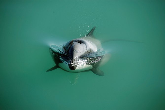 Swimming with Wild Dolphins in Akaroa - What You Actually Get in the Water (Wetsuit, Mask, and Time)
