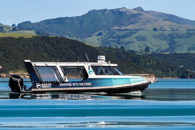 Swimming with Wild Dolphins in Akaroa - Safety and Ethics: Why the Guide’s Role Matters
