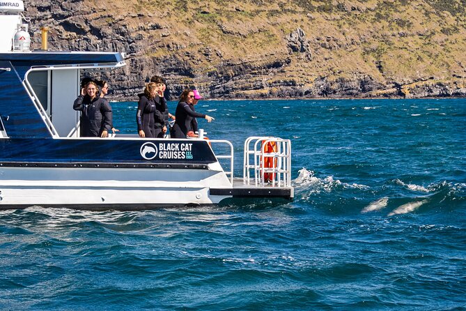 Swimming with Wild Dolphins in Akaroa - Gear Comfort and Seasickness Reality Check