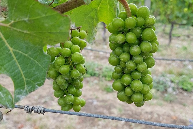 Taste the Valley Wine Tour in Marlborough with Wine Tasting - Lunch on your own at the winery, and why that can be a plus