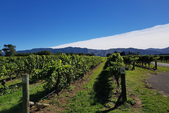 Taste the Valley Wine Tour in Marlborough with Wine Tasting - Four cellar door stops, how the pacing feels in real life