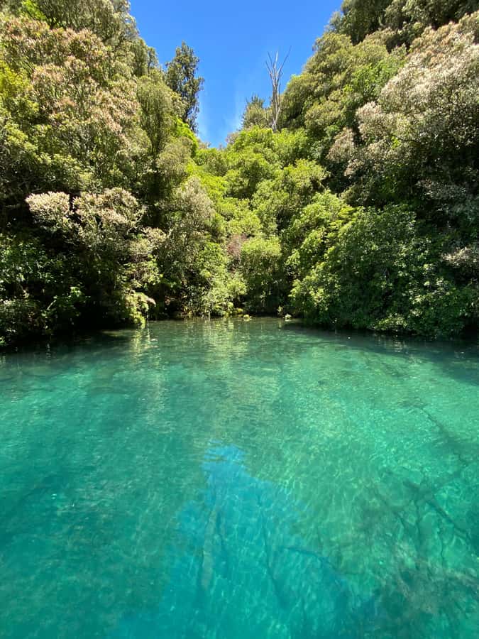 Taupo: Lake Taupo Western Bays Catamaran Tour with Bush Walk - Who this tour suits best (and who might rethink it)