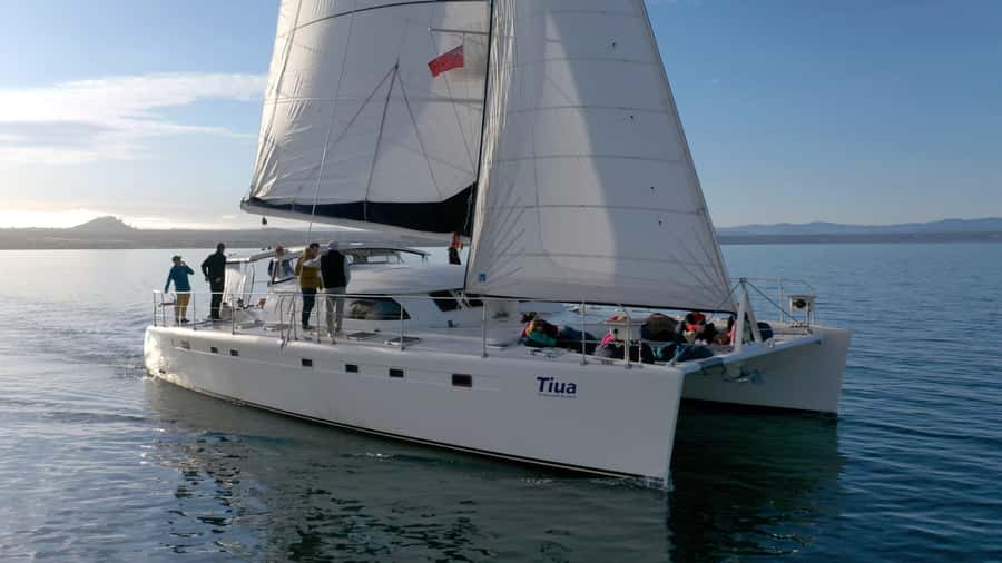 Taupo: Māori Rock Carvings Lake Taupo Catamaran Tour - Key things worth knowing before you go
