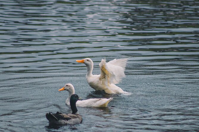 Tauranga Daytime Scenic Lake McLaren Tour - Equipment and what to do about food