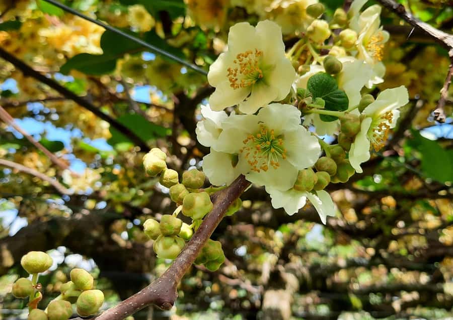 Tauranga: Kiwifruit Destination and Sights Shore Excursion - What You Pay for: Value at $74 Per Person for a 4-Hour Highlights Route