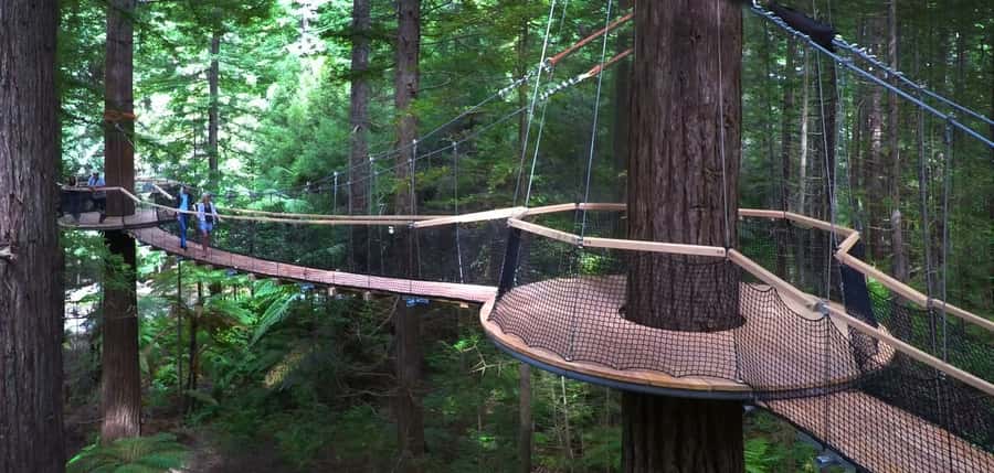 Tauranga: Rotorua Redwoods Tour & Maori Village Experience - Key Things You’ll Notice on This Tauranga to Rotorua Tour