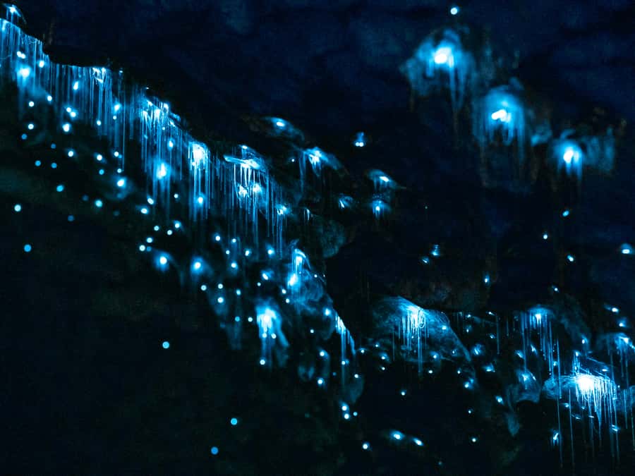 Te Anau: Glowworm Caves Guided Tour - Te Anau glowworms: why this tour feels special