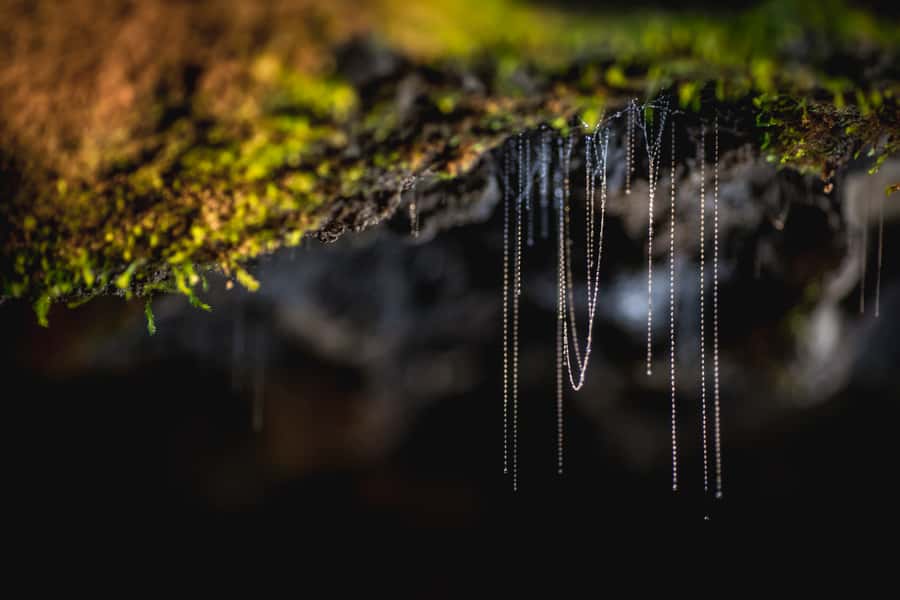 Te Anau: Glowworm Caves Guided Tour - The glowworm grotto boat ride in near-total darkness