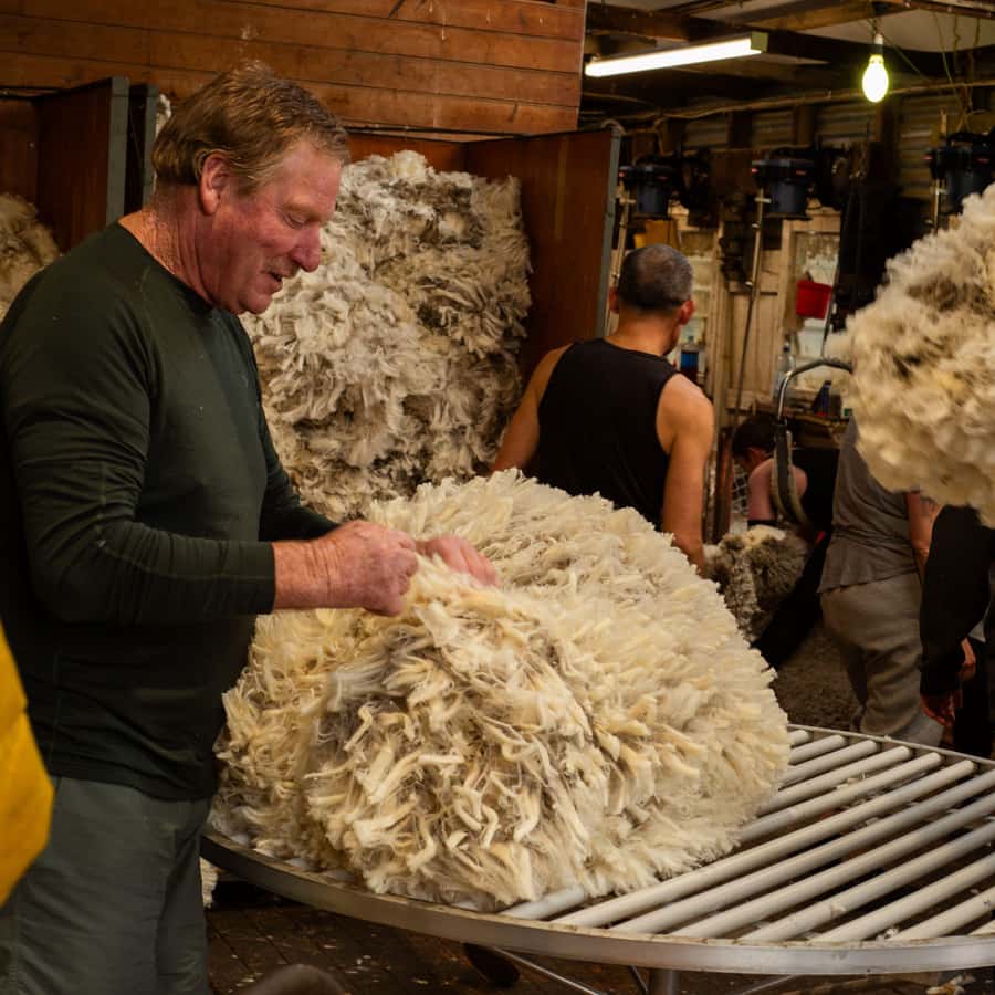 Tekapo: Merino Sheep Shearing and Sheepdog Demonstration - Key highlights worth aiming for