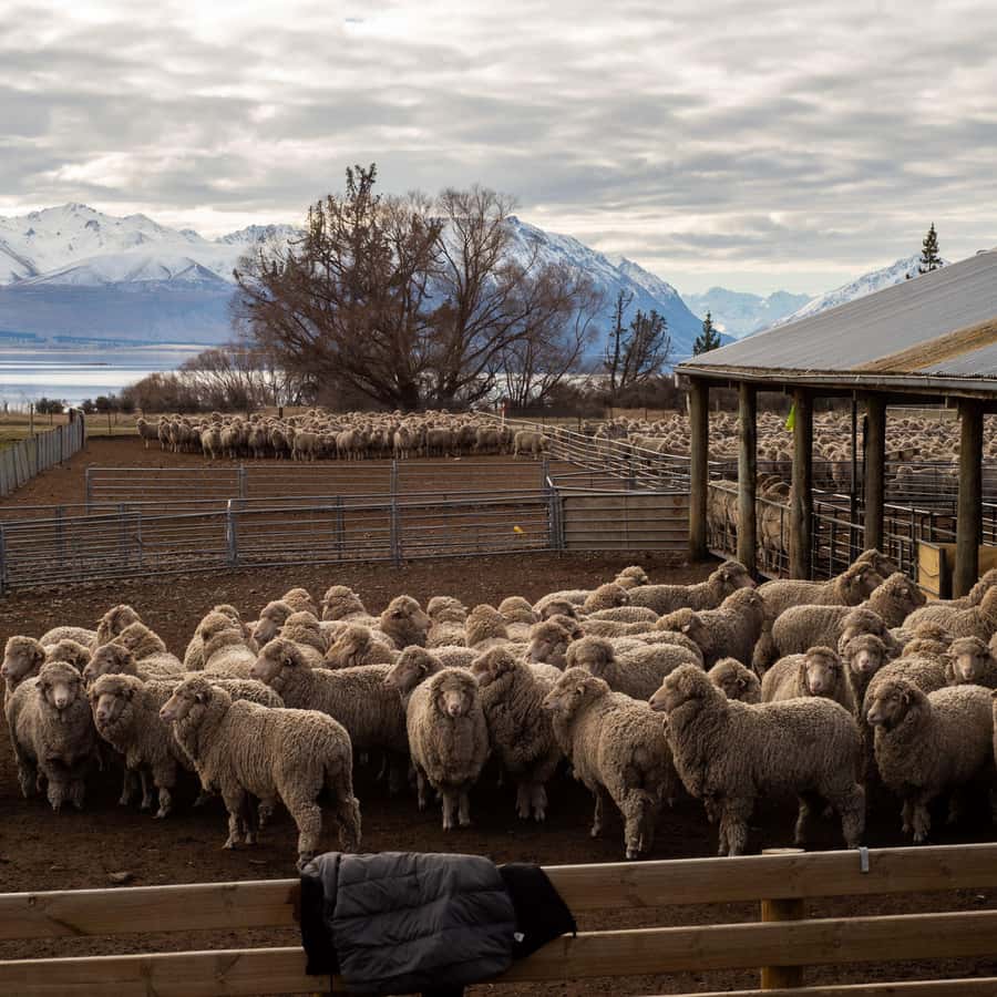 Tekapo: Merino Sheep Shearing and Sheepdog Demonstration - Merino shearing in Lake Tekapo: why this is more than a show