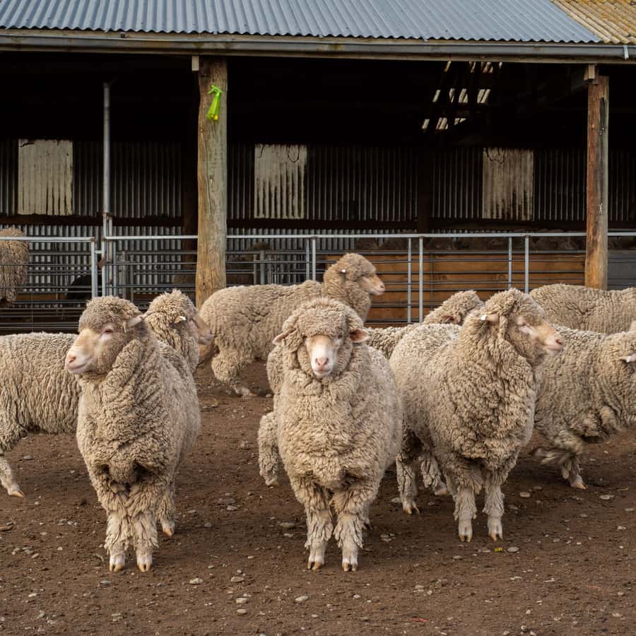 Tekapo: Merino Sheep Shearing and Sheepdog Demonstration - What happens during the shearing demonstration