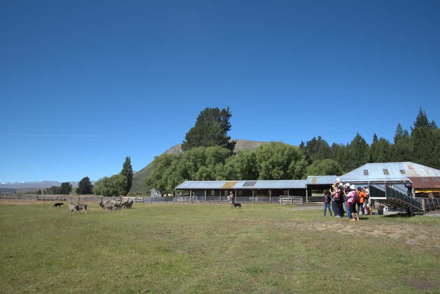 Tekapo: Merino Sheep Shearing and Sheepdog Demonstration - The sheepdog demonstration: whistles, teamwork, and speed