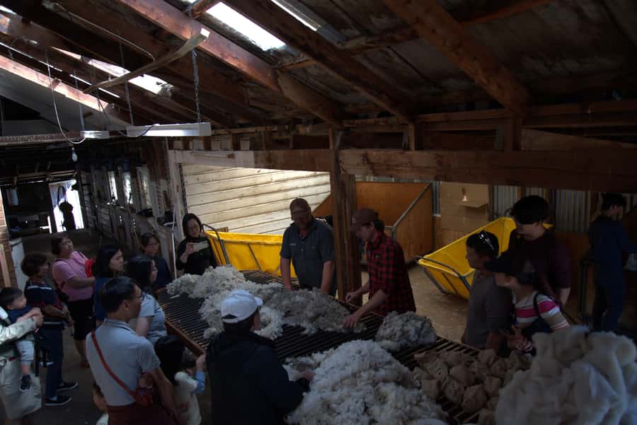 Tekapo: Merino Sheep Shearing and Sheepdog Demonstration - The guide experience, and why the delivery style matters