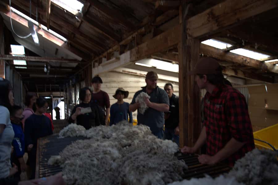 Tekapo: Merino Sheep Shearing and Sheepdog Demonstration - Price and value: is $59 for one hour worth it?