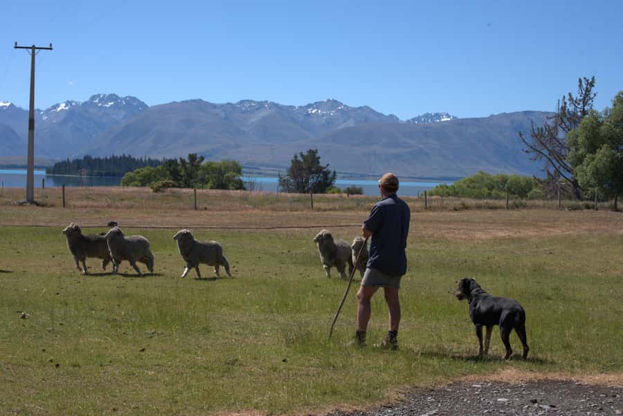 Tekapo: Merino Sheep Shearing and Sheepdog Demonstration - Quick logistics you should plan for
