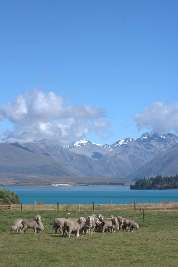 Tekapo: Merino Sheep Shearing and Sheepdog Demonstration - Should you book Tekapo Merino shearing and sheepdog?