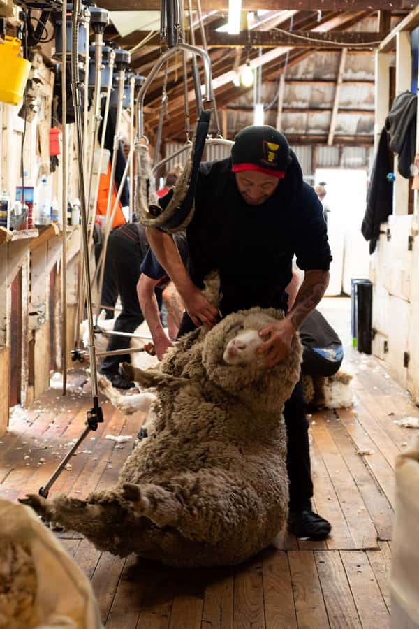 Tekapo: Merino Sheep Shearing and Sheepdog Demonstration - Finding Mt Hay Station and getting set up fast
