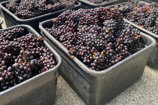 The Boutique Experience: Waiheke Best Cellar Tour (11 guests max) - Meeting at Matiatia Wharf, then rolling into Waiheke country