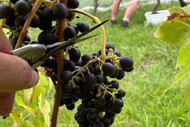 The Boutique Experience: Waiheke Best Cellar Tour (11 guests max) - The role of your guide, from Cami to Heidi