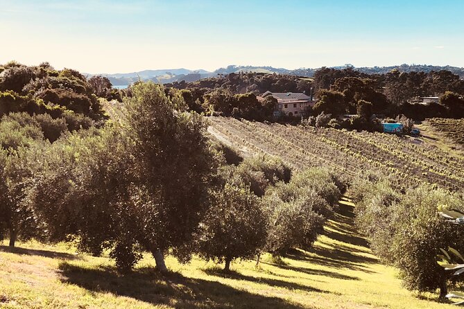 The Boutique Experience: Waiheke Best Cellar Tour (11 guests max) - Air-conditioned comfort, plus the reality of a half-day schedule