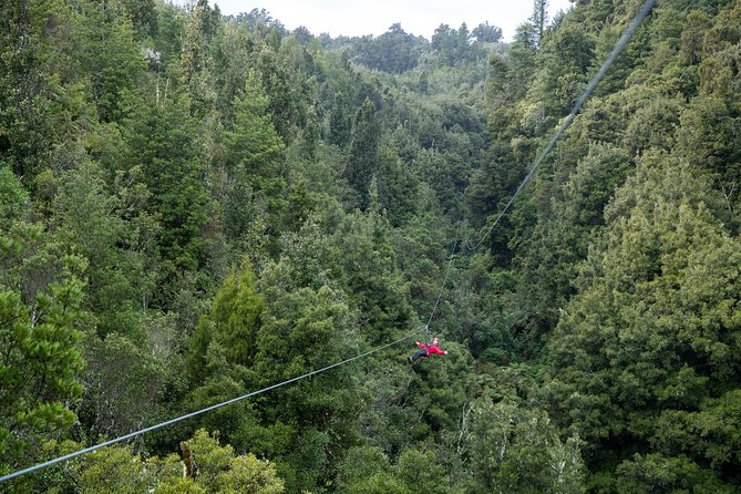 The Ultimate Canopy Zipline Experience Private Tour From Auckland - Rotorua treetops: swing bridges, stairs, and the cliff walk