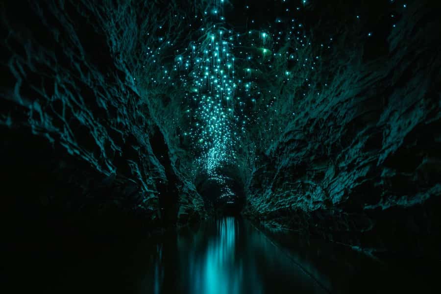 The Waitomo Experience : Okohua Glowworm Cave Tour - The glowworms and the geology, what you’re actually seeing overhead
