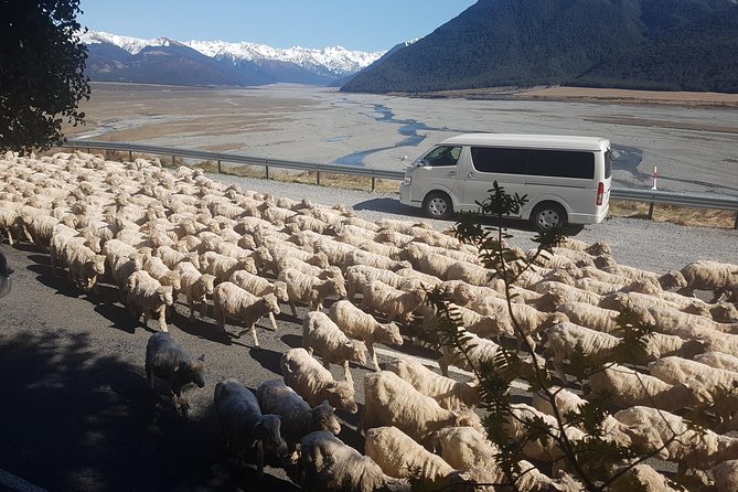 Tranz Alpine Train Tour - The Homemade Picnic Break That Changes the Feel of the Day