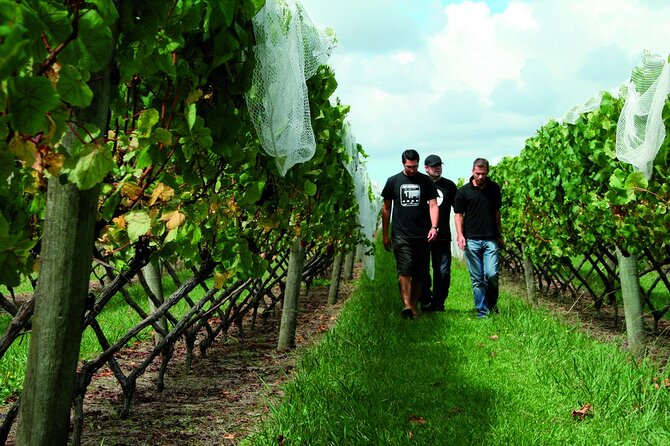 Vineyards Honey and Black Sand Beaches from Auckland - Soljans Estate Winery: Lunch, Port Lovers, and Methode Traditionelle Time