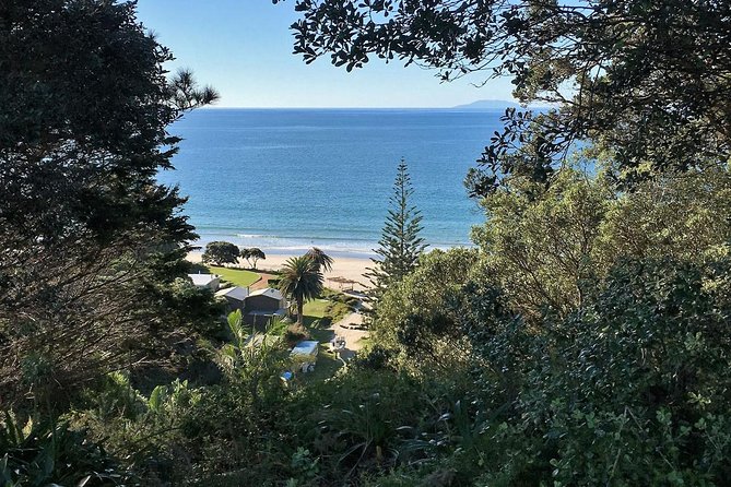 Waiheke Island Bush & Beach Walk - Native plants and wildlife: how to get more out of the scenery