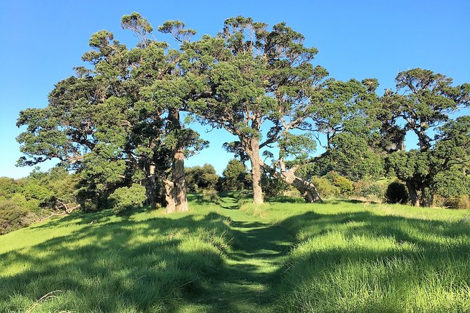 Waiheke Island Bush & Beach Walk - Why the guide makes the difference (and how that shows up in real feedback)