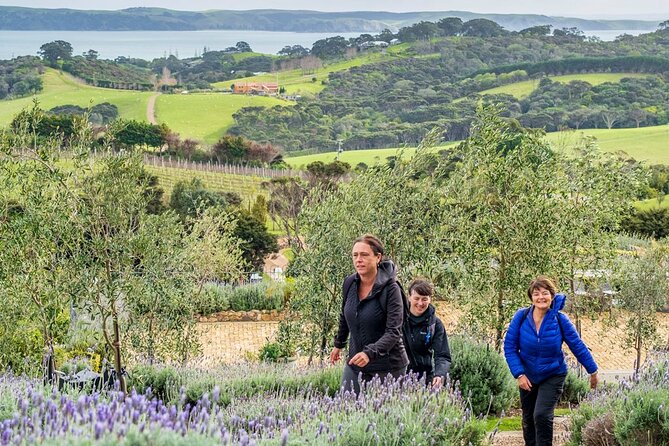 Waiheke Island History and Heritage Tour - The pa site summit: kumara pits, shell middens, and defensive terraces
