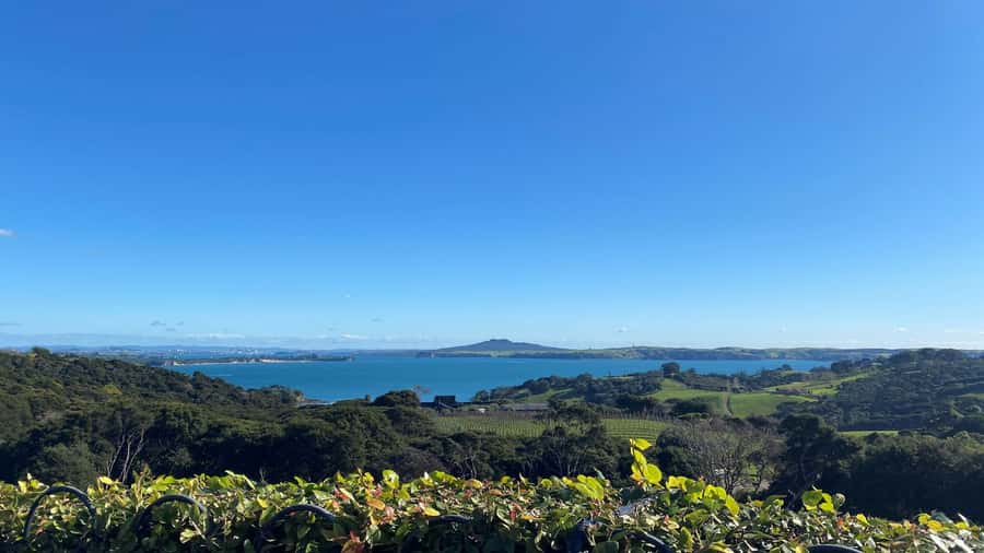 Waiheke Island: The Essence of Waiheke Wine Tour - Price and value: what $164 buys, and what costs extra