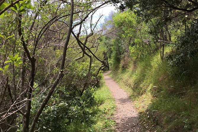 Waiheke Island Vineyards and Bush Walk - Vineyard time at Mudbrick or Cable Bay, plus smart lunch planning