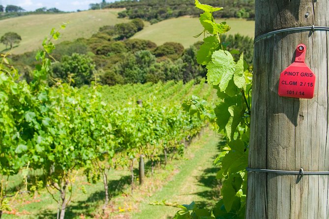 Waiheke island Wine Tours - PREMIUM wine tasting MAX 11 clients ! - Three vineyards and premium tastings, with a food and wine pairing