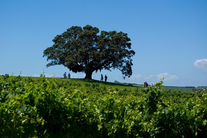Waiheke island Wine Tours - PREMIUM wine tasting MAX 11 clients ! - What could feel awkward: group size, solo days, and tasting pace