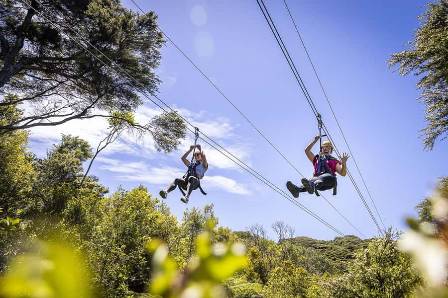 Waiheke Island: Zipline and Native Forest Adventure Trip - The dual zipline setup: how it feels when you fly together