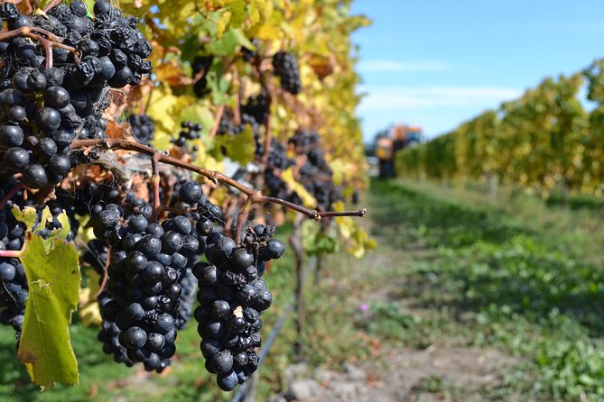 Waipara Wine Tour from Christchurch - including Lunch & Tastings - Torlesse Wines: When You Want Whites With Personality