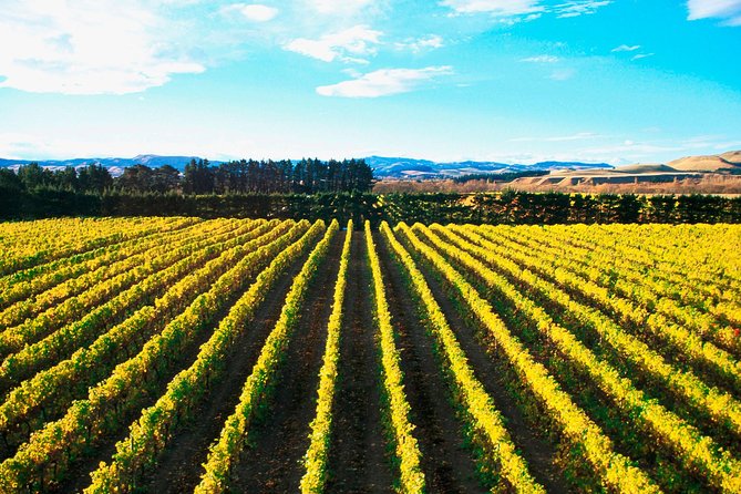 Waipara Wine Tour from Christchurch - including Lunch & Tastings - Lunch and Tastings: How to Keep the Day Fun