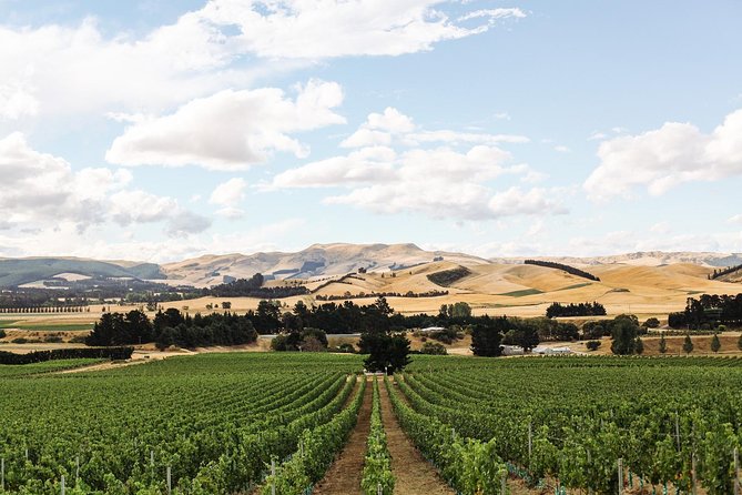 Waipara Wine Tour from Christchurch - including Lunch & Tastings - Guides and On-Board Hosting: The Part That Changes the Day