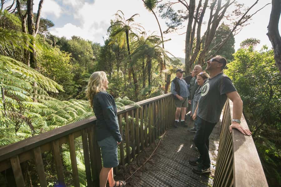 Waitakere Ranges Wilderness Experience Tour from Auckland - Who this tour fits best, and who should skip it