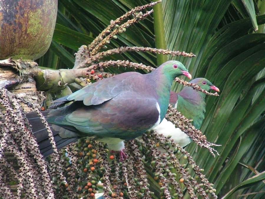 Waitakere Ranges Wilderness Experience Tour from Auckland - FAQ