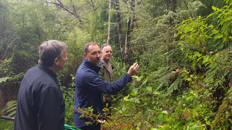 Waitakere Ranges Wilderness Experience Tour from Auckland - Waitakere Ranges lookouts, Maori carvings, and ocean panoramas